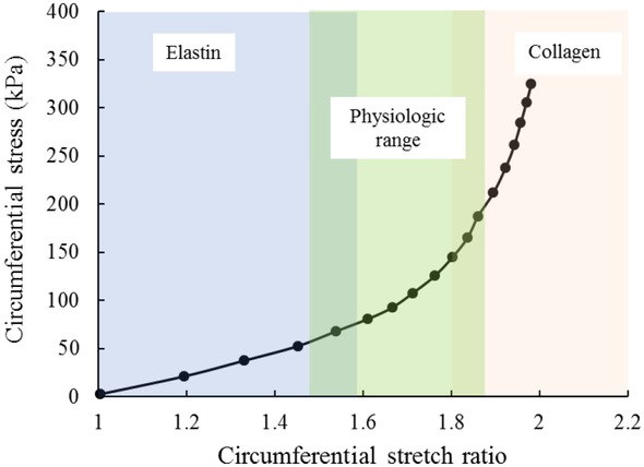 Figure 2 Representative circumferential stress–stretch relationship for the mouse ascending aorta.