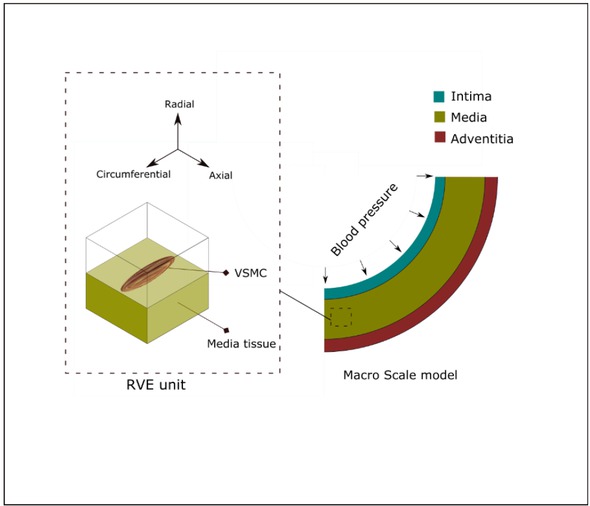 Figure 3 Macro scale model of the arterial wall with three layers (right); arterial VSMC and RVE model (left)
