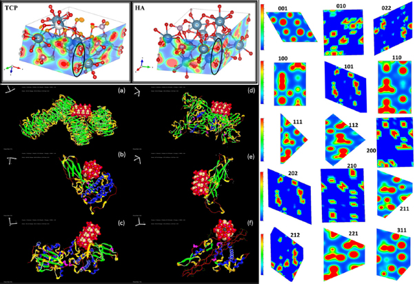 Figure 8 (clockwise) The electron density of the TCP versus HA, the electron density map of the different symmetric planes of the optimized HA crystal, and the best docking poses of the interaction of the HA 001 plane (ball model) with the various proteins (ribbon model) noted in the different stages of the bone cell growth