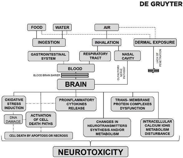 Figure 1 Mechanism of action of metallic nanoparticles in the central nervous system.