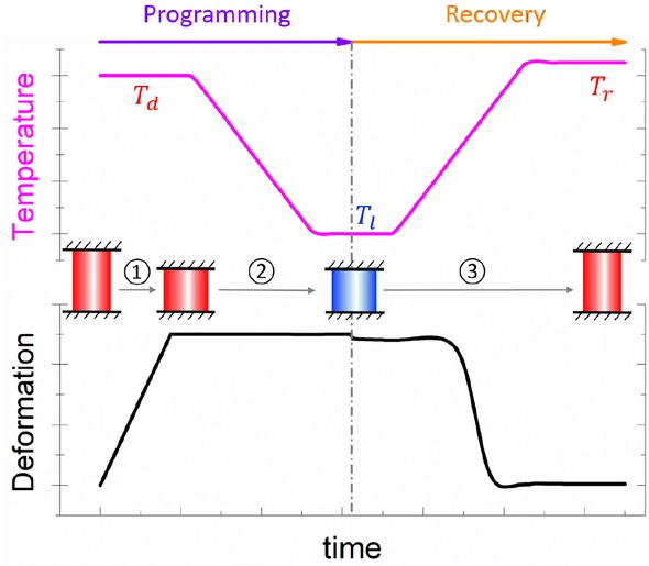 Figure 1 One typical shape memory cycle of thermally actuated amorphous SMPs