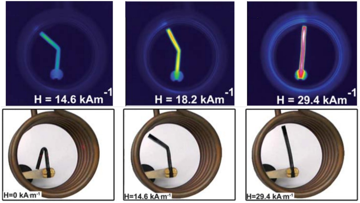 Figure 6 Infrared and optical images during the free recovery process. By controlling the magnetic strengths to achieve different temperature, triple-shape can be obtained [95]