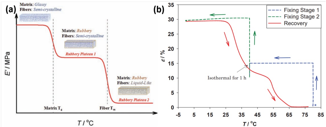 Figure 7 (a) Schematic illustration of the typical temperature-dependent dynamic mechanical behavior of triple-SMPCs. (b) The shape programming and recovery process [103]