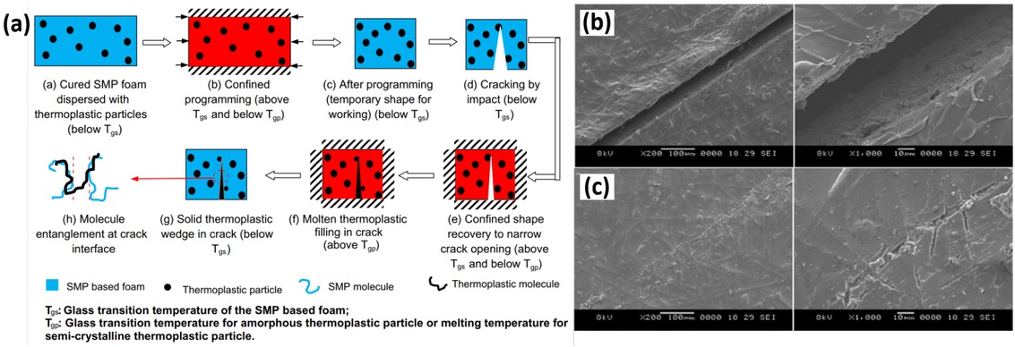 Figure 8 (a) Schematic illustration of the two-step self-healing process of SMPCs [32]. Scanning electron micrographs of (b) the cracked surface and (c) the surface after self-healing on the PCL/epoxy SMPCs [107]