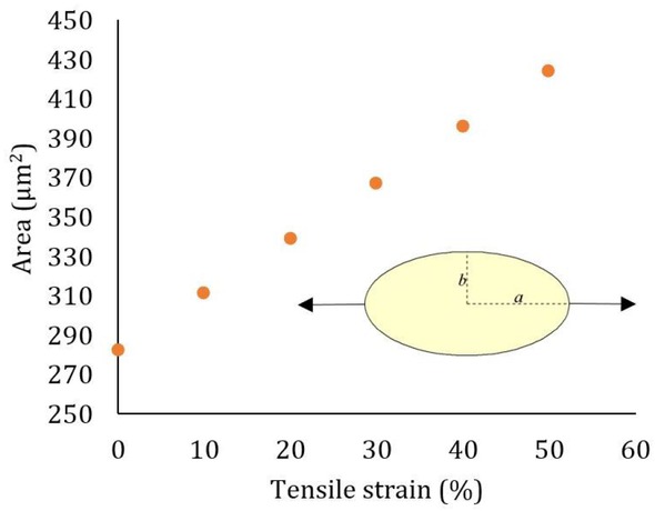 Figure 7 The calculated area of VSMC with respect to the stretch level