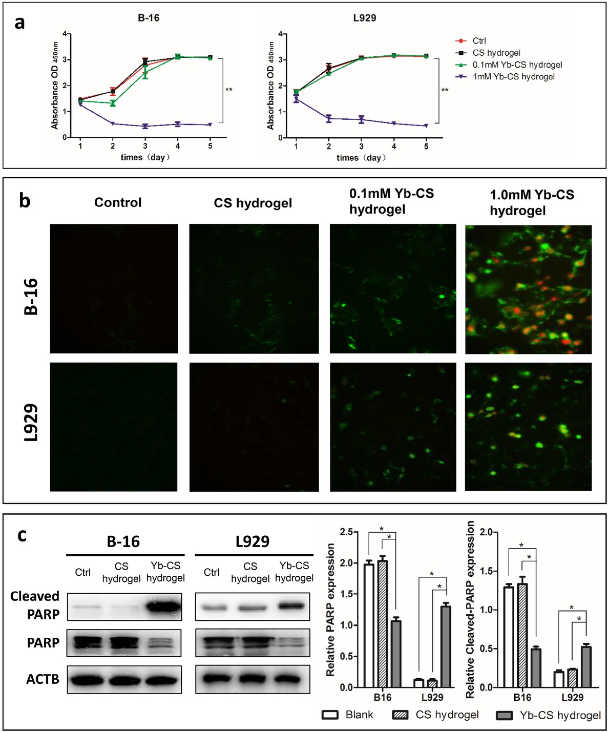 Figure 4 Yb3+ is the main factor that induces apoptosis in the Yb-CS hydrogel. (a) The absorption values of B-16 and L929 cells decreased in the Yb-CS hydrogel group. (b) Annexin V (green) and PI (red) double staining of B-16 and L929 cells on hydrogels containing Yb3+ at different concentrations. (c) Western blot of apoptosis marker proteins (PARP and its cleaved form) in B-16 and L929 cells treated with no hydrogels (control), blank CS hydrogels and Yb-CS hydrogels. *p<0.05, **p<0.01