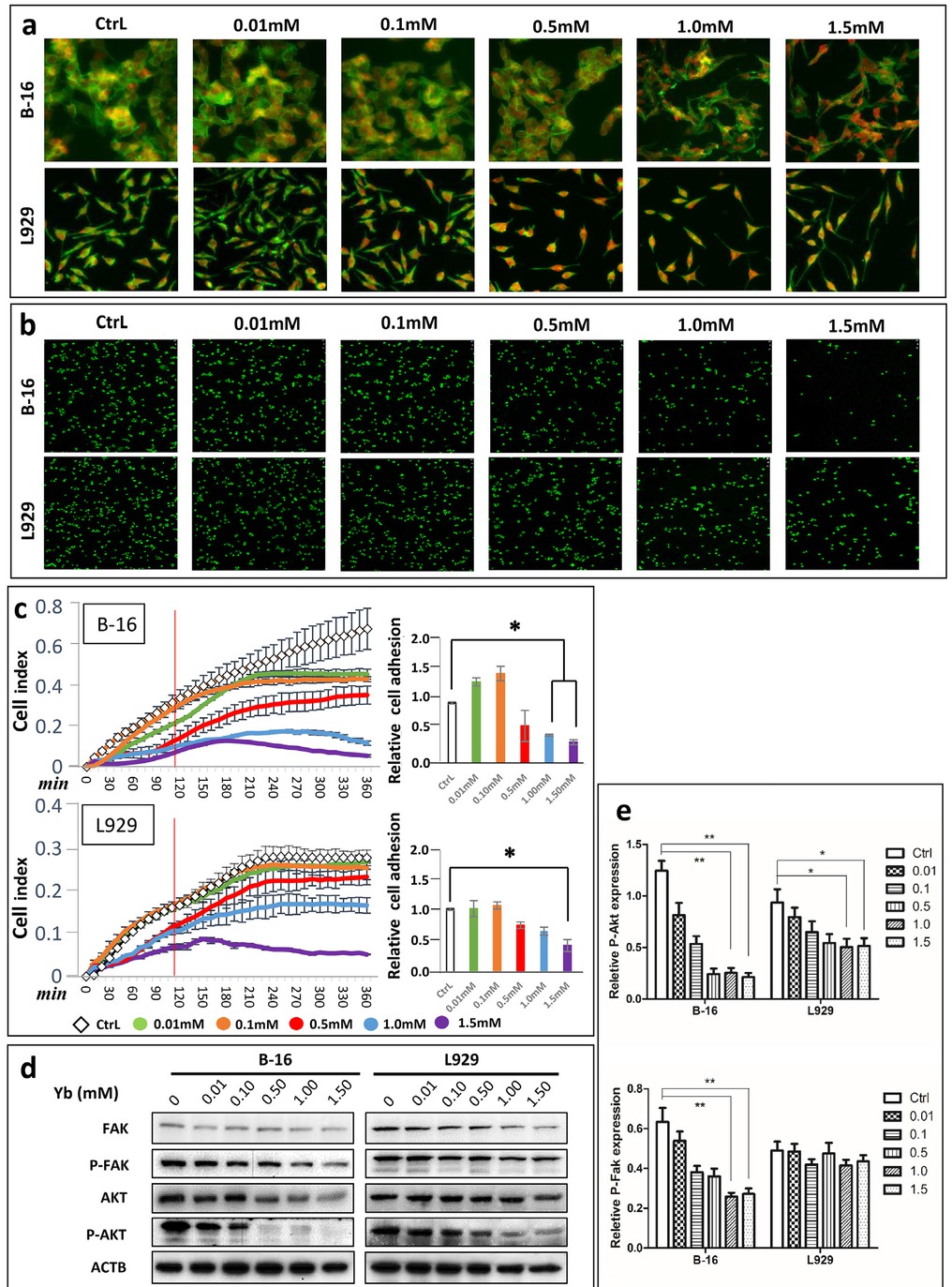 Figure 7 Yb3+ induced the anoikis of B-16 cells by FAK signaling. (a) FITC-phalloidin staining for F-actin in B-16 and L929 cells on hydrogels containing different concentrations of Yb3+. (b) Cell adhesion assays of B-16 and L929 cells on the same hydrogels using SYBR I. (c) RTCA assays for detecting cell adhesion and spreading of B-16 and L929 cells cultured in medium containing different concentrations of Yb3+ within 6 h. The relative cell adhesion rates are shown for the 2 h timepoint (*p<0.05). (d) Western blot of anoikis marker proteins (FAK, Akt and their phosphorylated forms) in B-16 and L929 cells treated with medium containing different concentrations of Yb3+ at 24 h. (e) Relative expression of P-Akt and P-Fak in B-16 and L929 cells based on the results of western blot analysis (*p<0.05, **p<0.01)