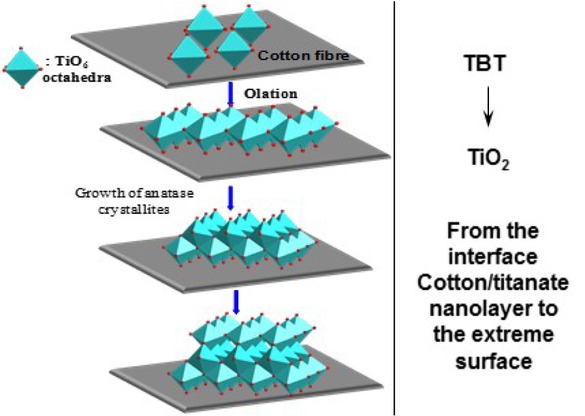Figure 3 Schematic nucleation and growth of octahedral anatase crystals during the hydrothermal treatment, leading to Cotton-TiO2 hybrid structures [24]; reprinted (modified) with permission from Royal Society of Chemistry