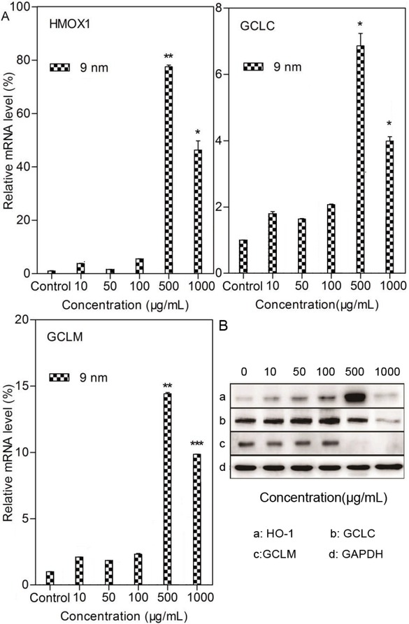 Figure 6 The expression of anti-oxidative genes and proteins induced by nanoparticles: (A) The expression levels of the HMOX-1, GCLC, and GCLM mRNA in MCF-7 cells treated with 10 μg/mL, 50 μg/mL, 100 μg/mL, 500 μg/mL and 1000 μg/mL Fe3O4 NPs 9 nm particle size for 48 h. (B) The expression of anti-oxidative related proteins in MCF-7 cells treated with 10 μg/mL, 50 μg/mL, 100 μg/mL, 500 μg/mL and 1000 μg/mL Fe3O4 NPs with 9 nm particle size for 48 h. Data were presented as mean ± S.D. (n=3)
