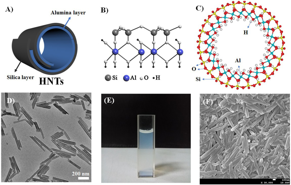 Figure 1 The structure of HNTs: A) the curly morphology of HNTs; B) schematic illustration of crystalline structure of HNTs [12]; C) cross section view of ideal single-walled HNTs calculated by Duarte et al. [13], D) the micromorphology of HNTs measured by transmission electron microscopes (TEM); E) the suspension of HNTs in water; F) the micromorphology of HNTs derivative measured by scanning electron microscopes (SEM) in the previous study [14]