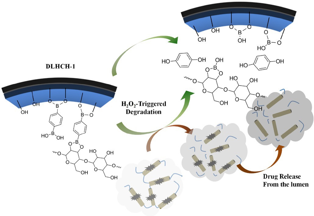 Figure 12 The procedures of H2O2-responsive drug delivery system conducted by our group [36]