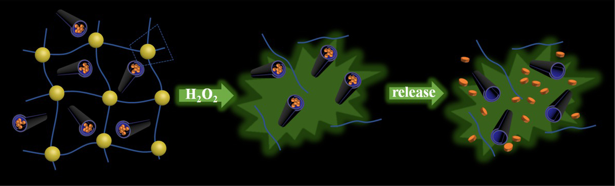 Figure 13 H2O2-responsive release mechanism of DHNTs@PVA@PA [121]