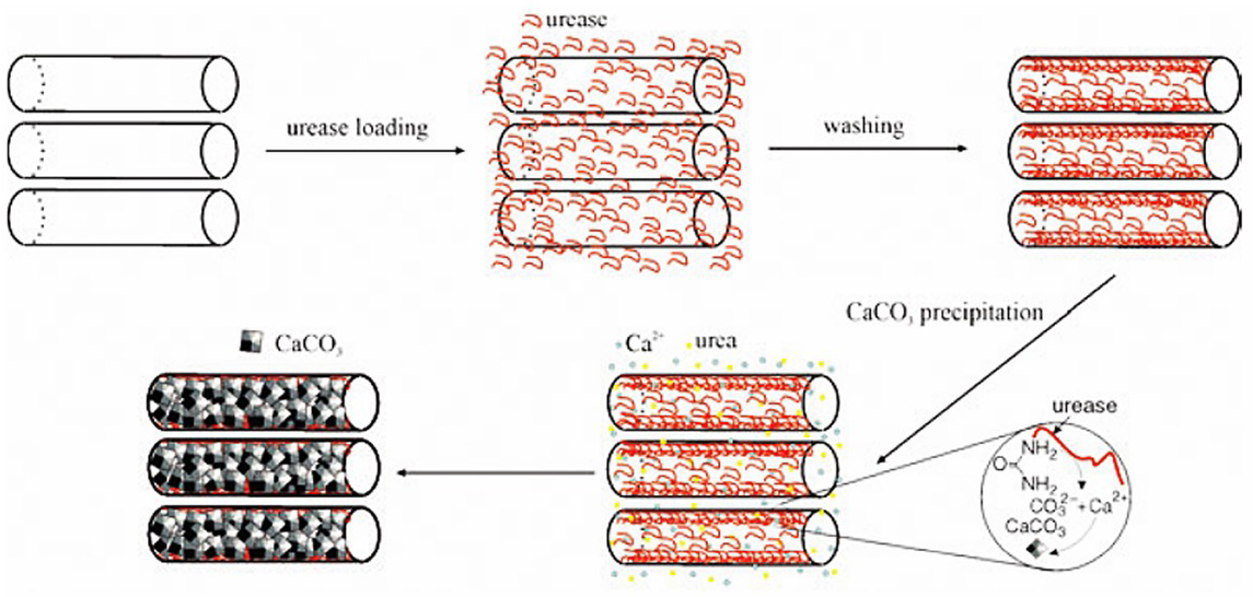 Figure 15 Schematic of the urease-catalyzed synthesis of CaCO3 inside HNTs demonstrated by Shchukin et al. [28]
