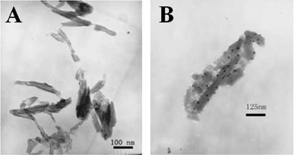Figure 16 TEM images of HNTs (A) and Ag/HNTs (B) conducted by Liu et al. [137]