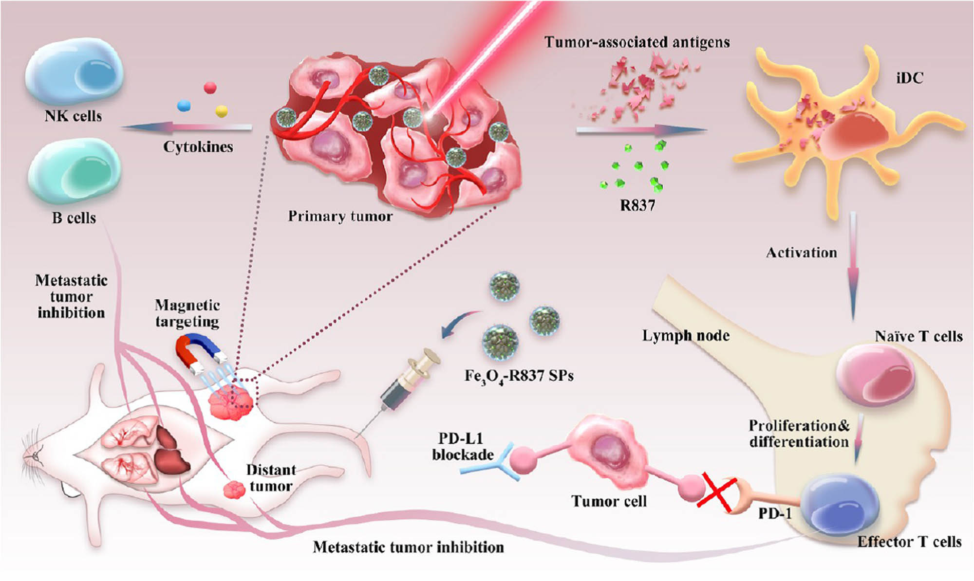 Figure 7 
                     The schematic illustration of Fe3O4-R837 SPs
                        photothermal therapy with PD-L1 checkpoint blockade for cancer
                        immunotherapy.
                  