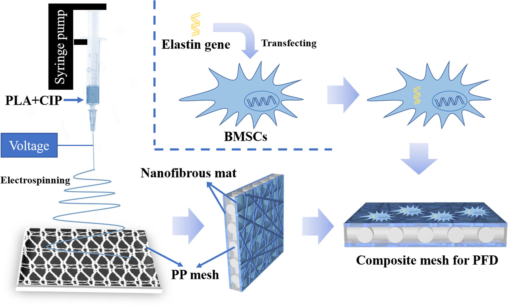 Figure 1 
               Schematic strategy of composite PP mesh incorporated with elastin gene-transfected BMSCs and CIP-loaded PLA nanofibrous mat coating for the PFD therapy.
            