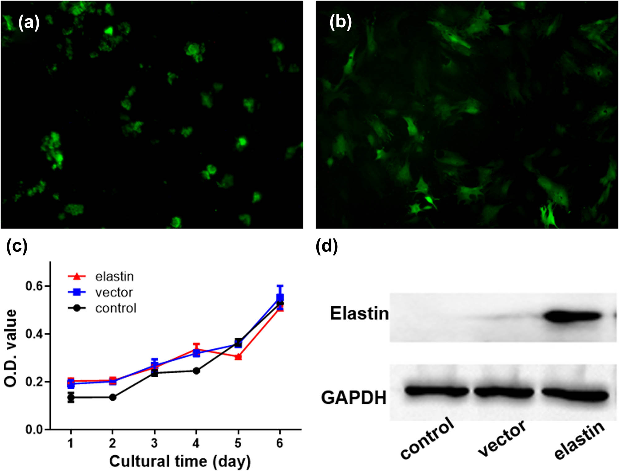 Figure 2 
                  Green fluorescence pictures of BMSCs treated with (a) pure and (b) gene-loaded vectors, respectively; (c) CCK-8 assay of BMSCs with different treatments; and (d) photograph of elastin measurement with western blot experiment (×400).
               