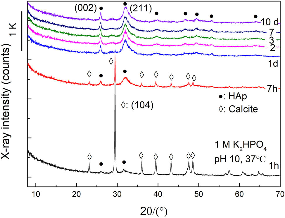 Figure 6 
                     The XRD profiles showing effects of soaking period t (h) on CC to HAp conversion in a 1 M K2HPO4 solution of an initial pH 10 at 37°C. •: HAp; ◇: CC (calcite).
                  