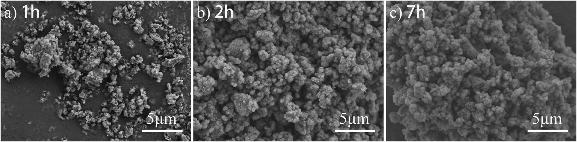 Figure 7 
                     Surface microstructure of CC particles after being soaked in 1 M K2HPO4 of pH 10 for varied soaking period at 37°C.  (a) 1 h, (b) 2 h, and (c) 7 h. Bar: 5 µm.
                  