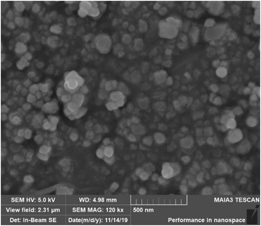 Figure 1
SEM image of NC powder.