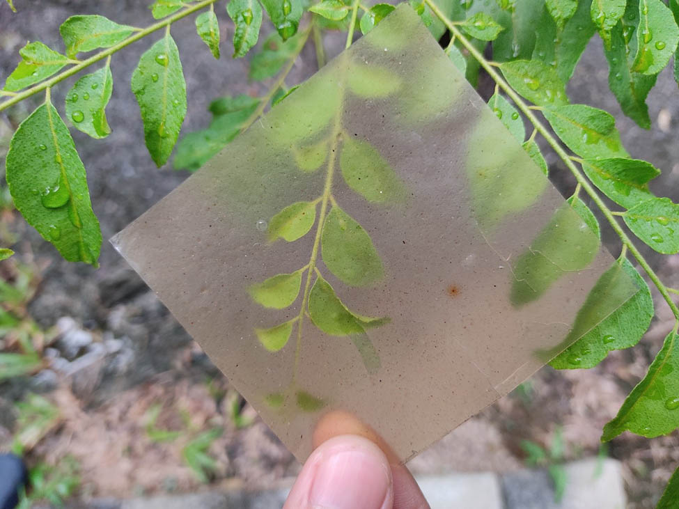 Figure 1 
                  Transparent film of CEO-reinforced SPN/SPS biocomposite film.
               