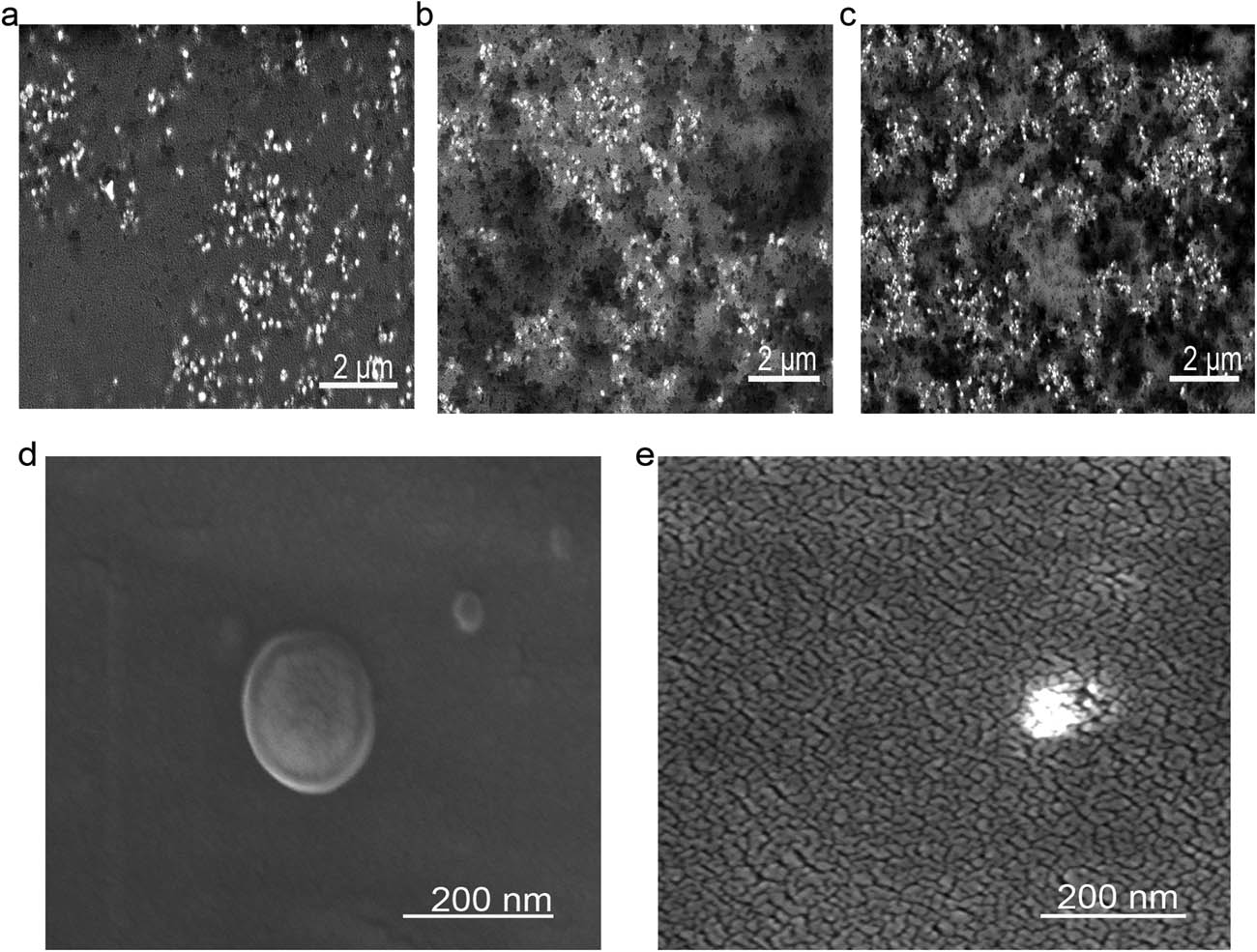 Figure 7 
                  SEM images of the ZnO-LDPE films. (a) 4% ZnO NP; (b) 5% ZnO NP; (c) 6% ZnO NP; (d) the high magnification of 6% ZnO NP film cooled with ambient temperature of post hot press; (e) 6% ZnO NP film quenched of post hot press.
               