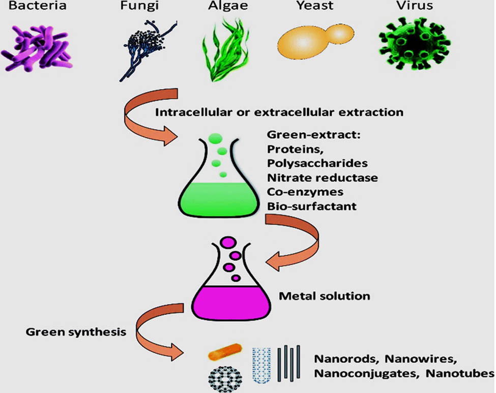 Figure 3 
                  Illustration of metal nanoparticles synthesis procedure from microorganisms [86].
               