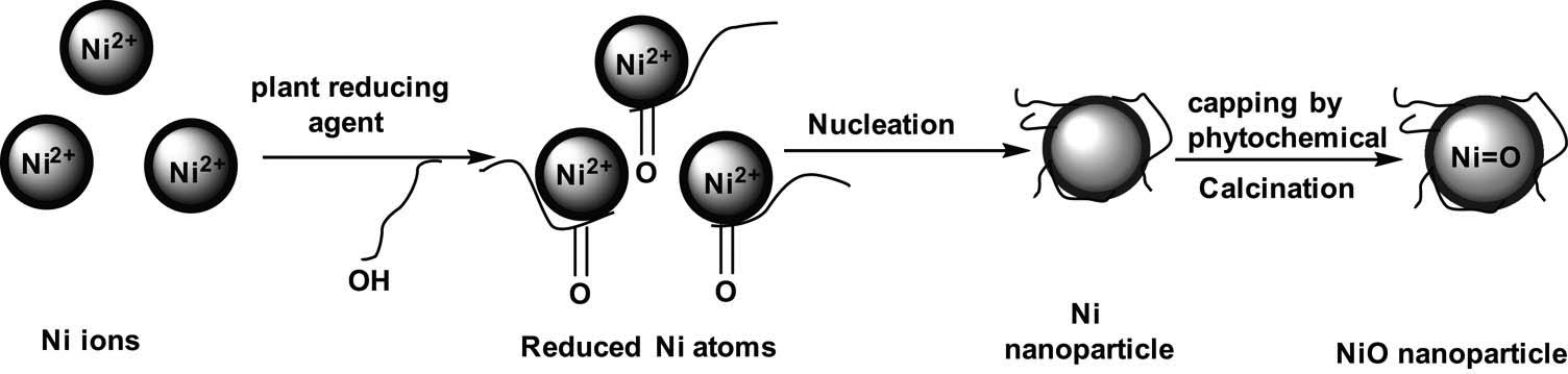 Figure 6
Proposed reaction scheme for the formation of NiO.