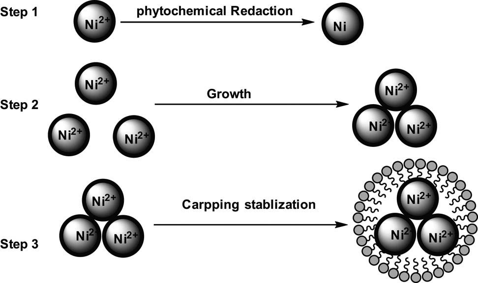 Figure 7
Mechanism of nanoparticle formation.