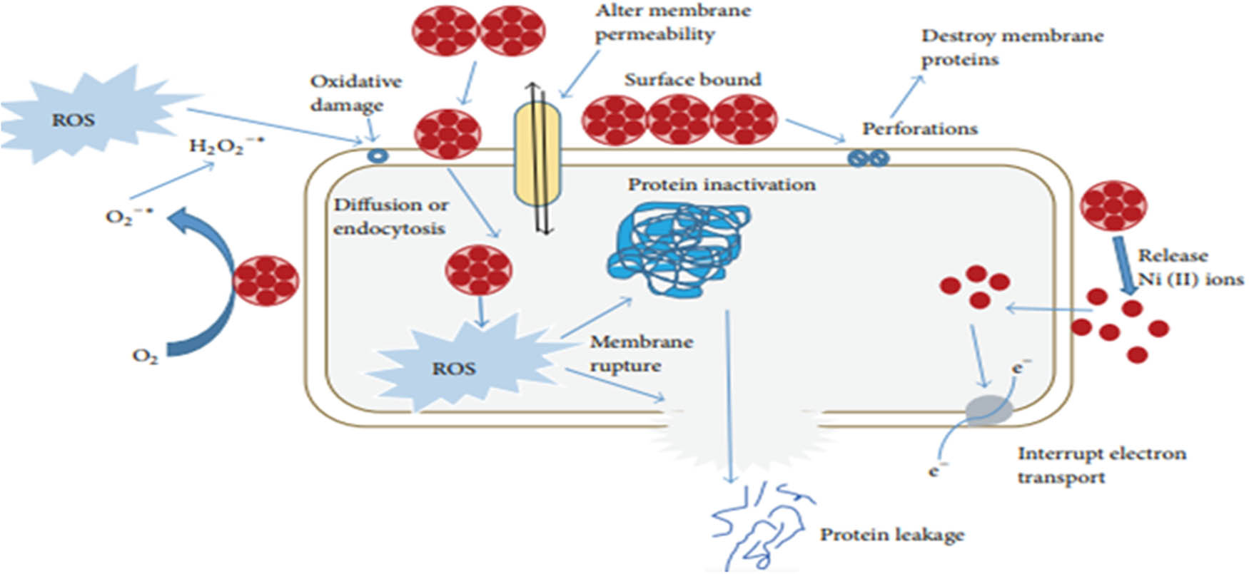 Figure 8 
                  The mechanism of reaction for NiNP formation [74].
               