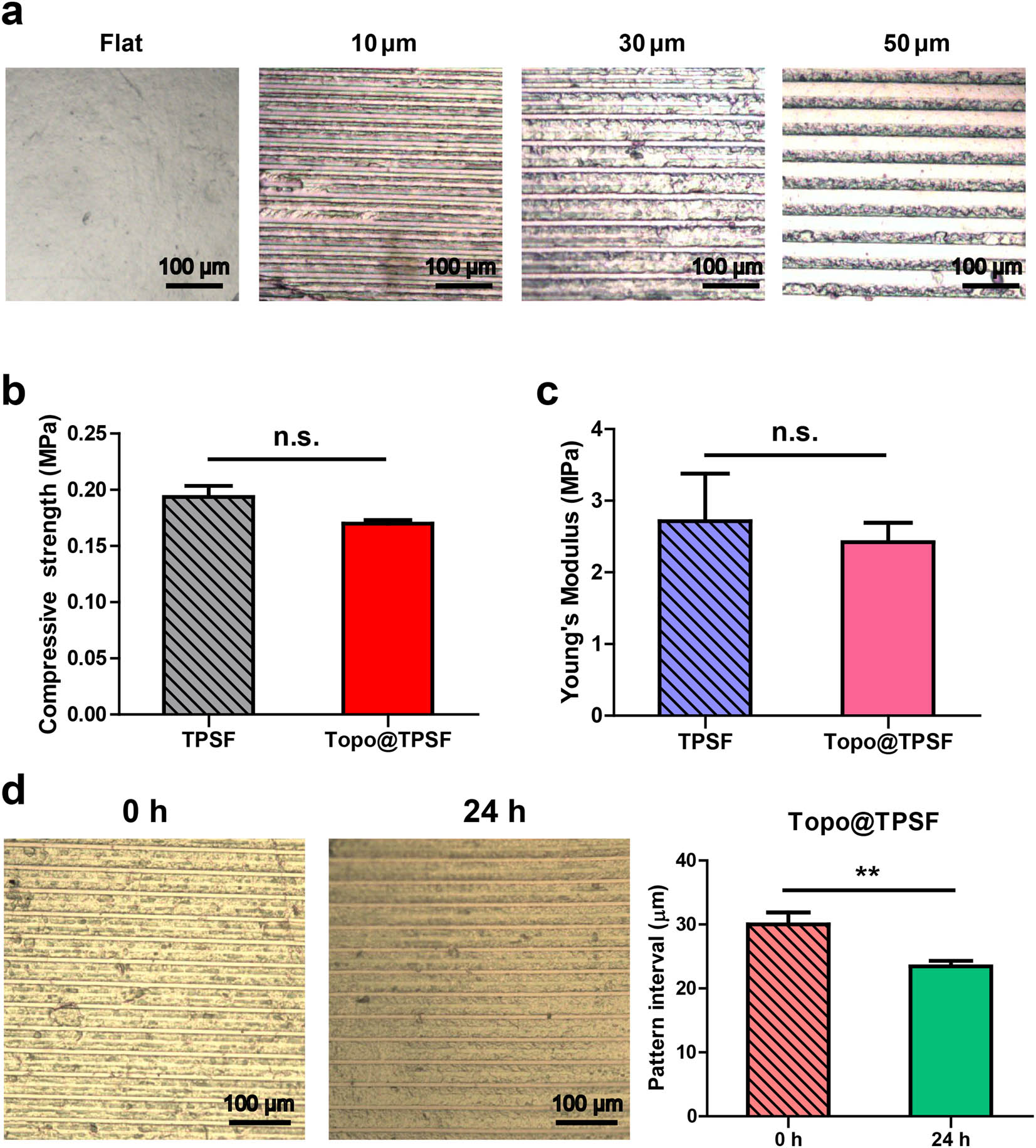 Figure 2 
                  Surface topology and mechanical property of hydrogels. (a) Microscopic image of aligned micro-grooved structures on the surface of Topo@TPSF hydrogels. Scale Bar: 100 µm. (b) Compressive strengths of hydrogels. Data represent the mean ± S.E.M., (n = 4). (c) Young’s modulus of hydrogels. Data represent the mean ± S.E.M., (n = 4). (d) Stability of microstructures. Data represent the mean ± S.E.M., (n = 7), **p < 0.01.
               