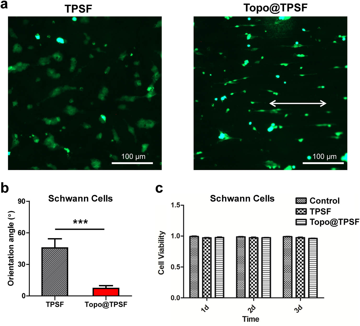 Figure 4 
                  Schwann cell behavior on hydrogels and in vitro cytotoxicity. (a) Fluorescence images of Schwann cells cultured on hydrogels after 24 h of incubation. (b) Orientation angle of Schwann cells. Data represent the mean ± S.E.M., (n = 5). ***p < 0.001. (c) Viability of Schwann cells cultured on hydrogels for 3 days. Data represent the mean ± S.E.M., (n = 3).
               