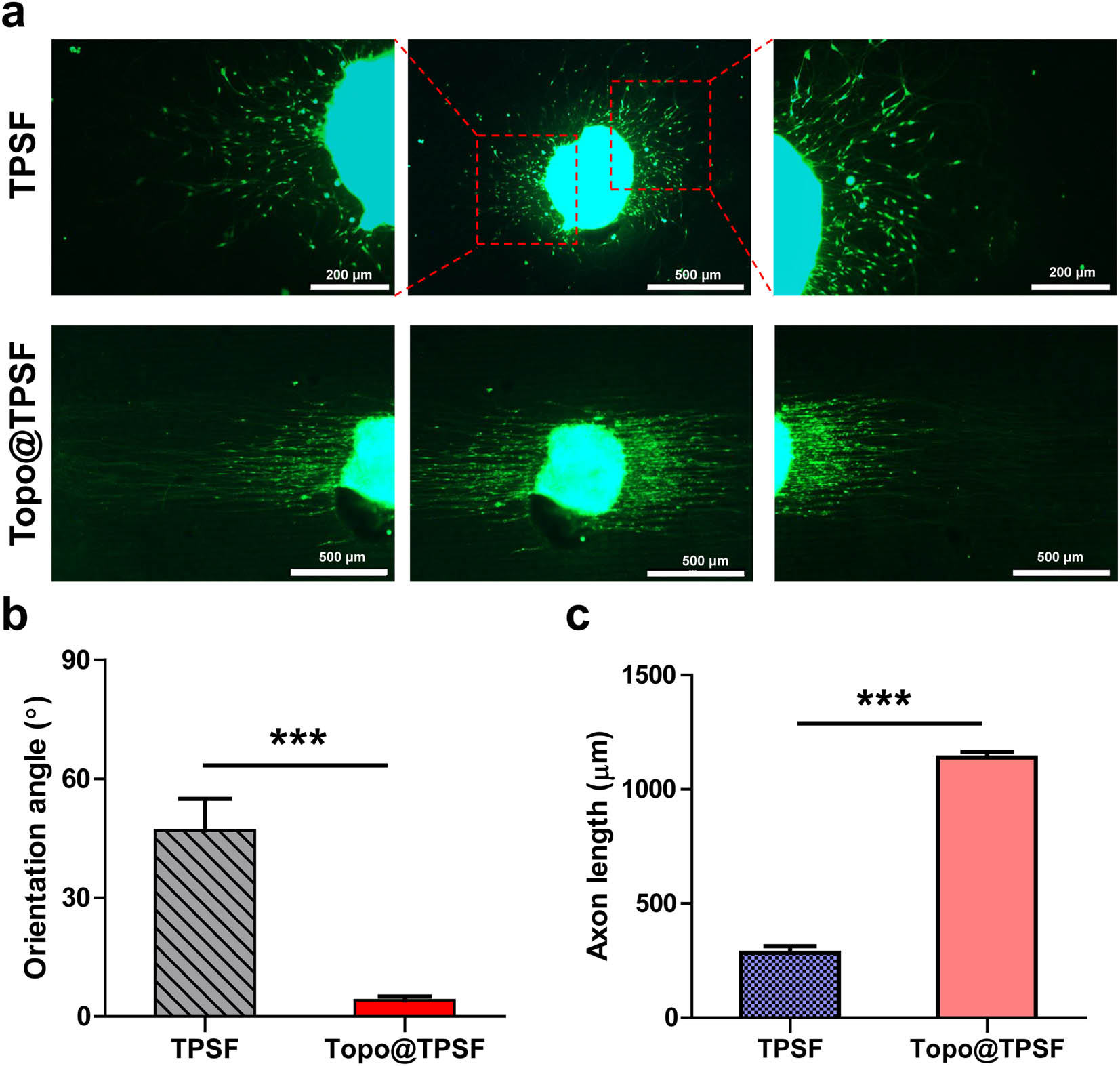 Figure 5 
                  Neurite sprouting on hydrogels: (a) fluorescence images of DRG cultured on hydrogels after 3 days of incubation, (b) orientation angle of neurites, and (c) axon growth of DRG cultured on hydrogels. Data represent the mean ± S.E.M., (n = 5). ***p < 0.001.
               