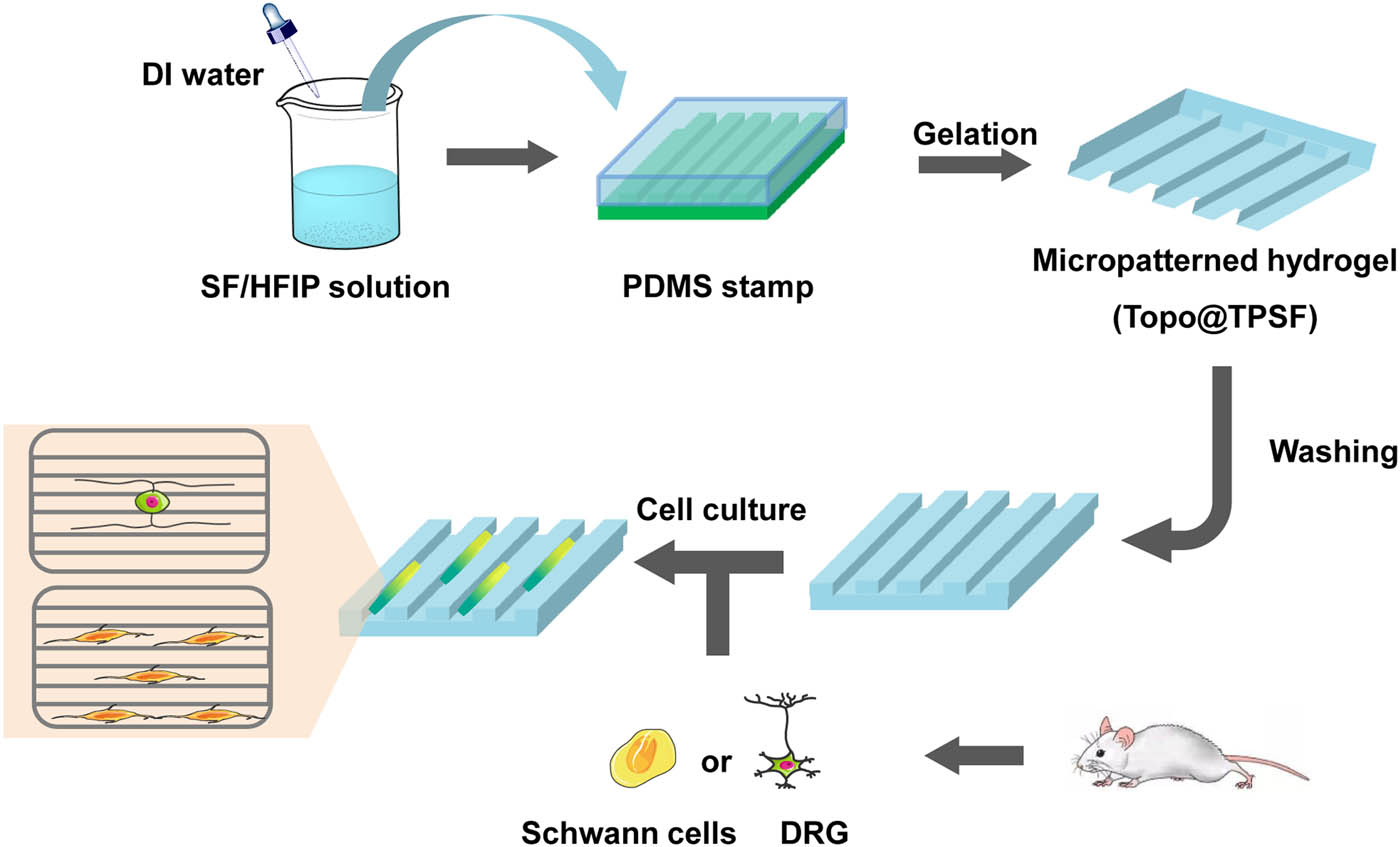 Scheme 1 
               Schematic illustration of Topo@TPSF hydrogel with aligned microgrooved structures for promoting cell growth and guiding neurite sprouting.
            