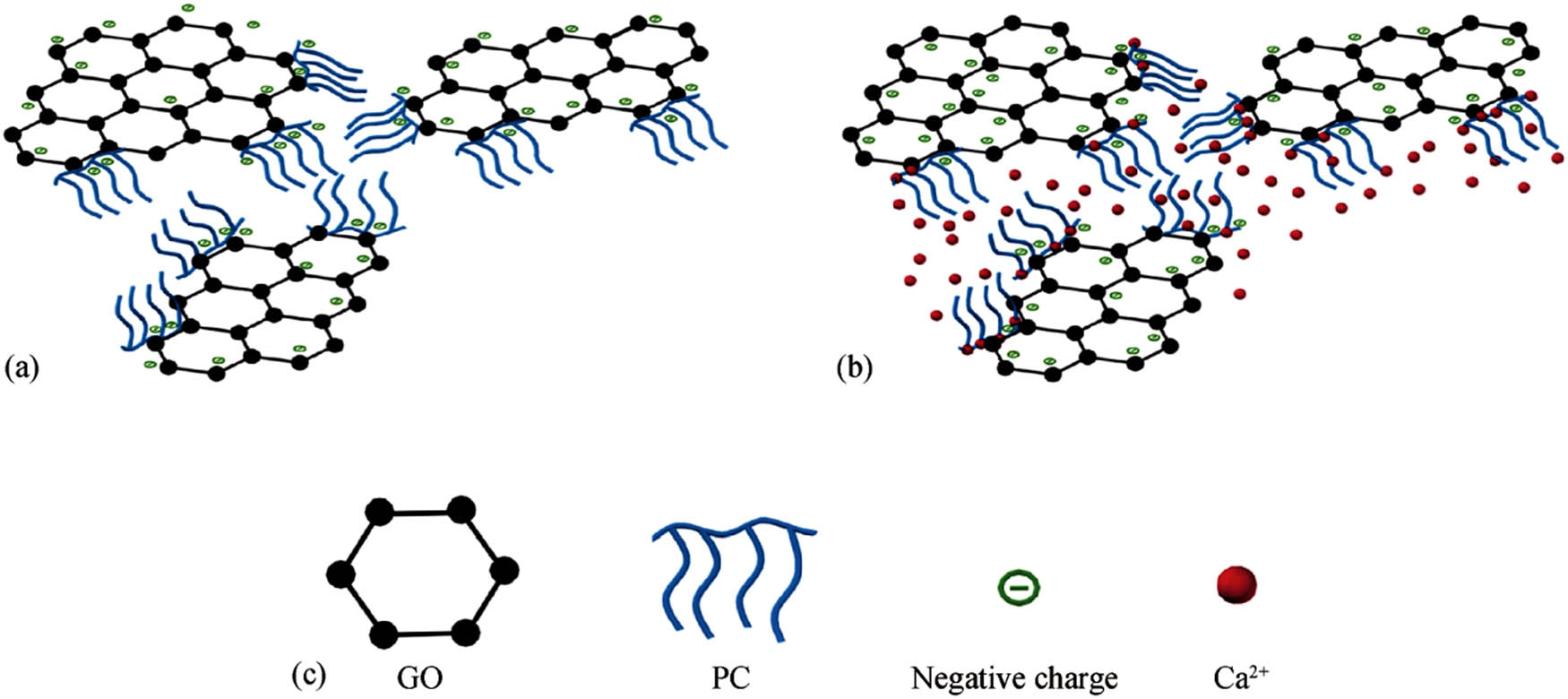 Figure 3 
               Dispersion mechanism of PC-GO [62]. (a) Dispersion mechanism in water, (b) dispersion mechanism in cement paste, (c) simulated structures of the GO, PC, negative charge and Ca2+.
            