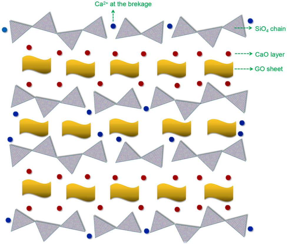 Figure 6 
                  Schematic diagram of the mechanism of GO regulating C–S–H proposed by Zhao et al. [75].
               