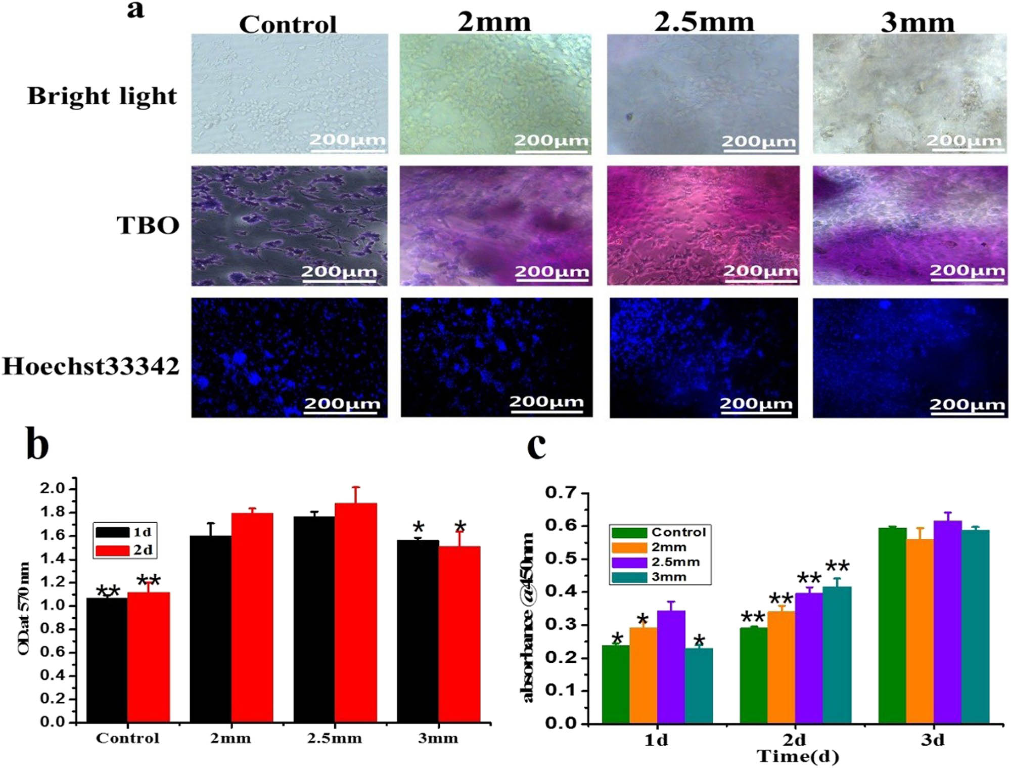 Figure 6 
                  Cell morphology and toxicity of GG/ST scaffolds. (a) TBO and immunofluorescence; (b) MTT test cytotoxicity experiment; (c) cell viability detection. *p < 0.05 and **p < 0.01 by one-way ANOVA test.
               