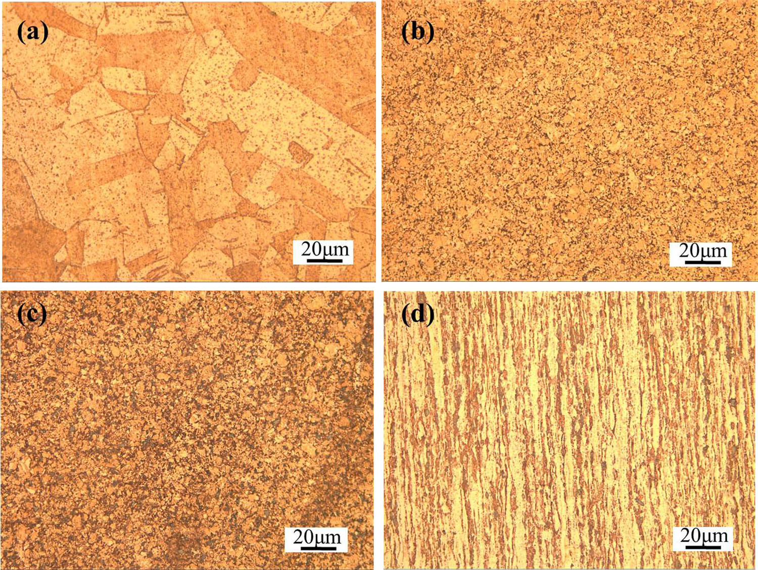 Figure 2 
                  Microstructure of pure copper and its composites: (a) pure copper, (b) Cu–Al2O3, (c) cross-sectional microstructure of SiCw/Cu–Al2O3, and (d) longitudinal-section microstructure of SiCw/Cu–Al2O3.
               