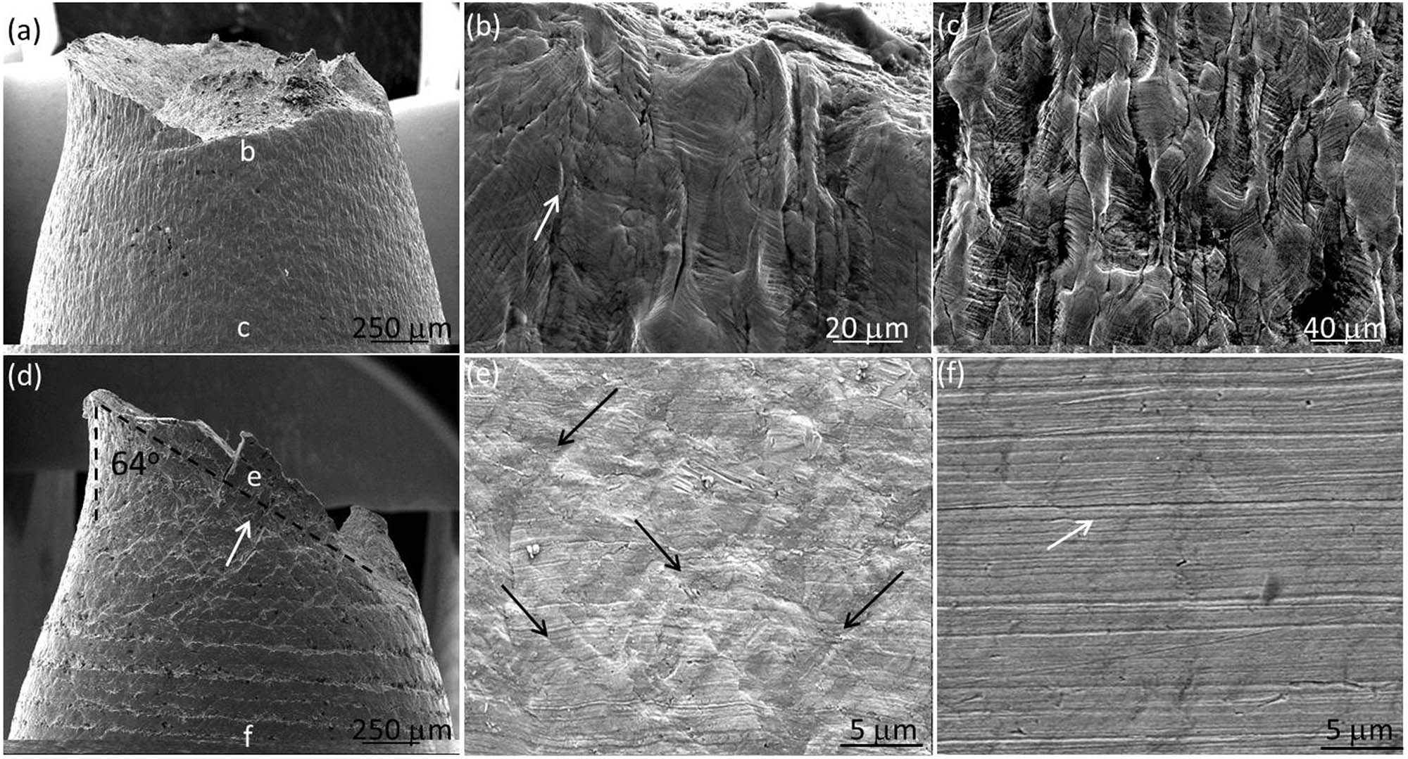 Figure 8 
                  Face-view SEM images of the fractured tensile specimens of the CG (a–c) and UFG Al (d–f); (b) and (c) are the magnified images of the necking region near the fracture marked as “b” and the uniform deformed region marked as “c” in (a), respectively; (e) and (f) are the magnified SEM images of the regions marked as “e” and “f” in (d), respectively.
               