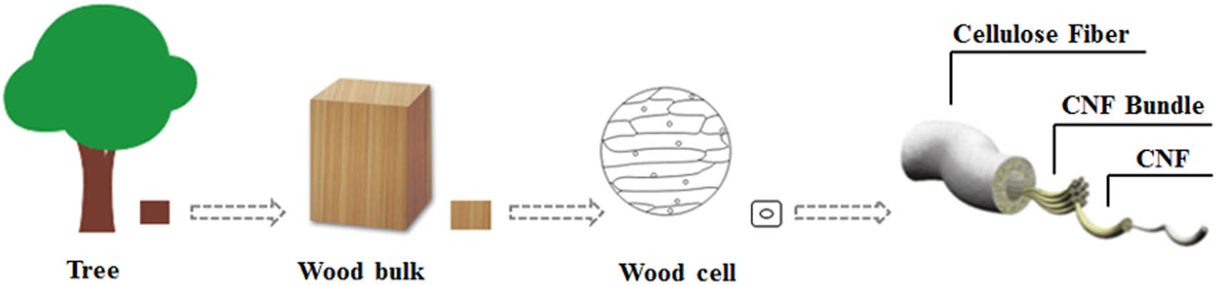 Figure 1
Hierarchical structure of cellulose.