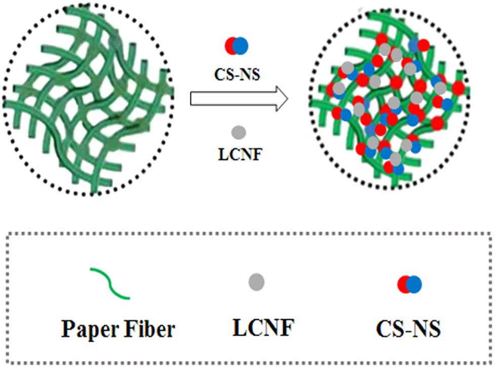 Figure 5
Schematic illustration on how CS–NS combination may interact with LCNF.