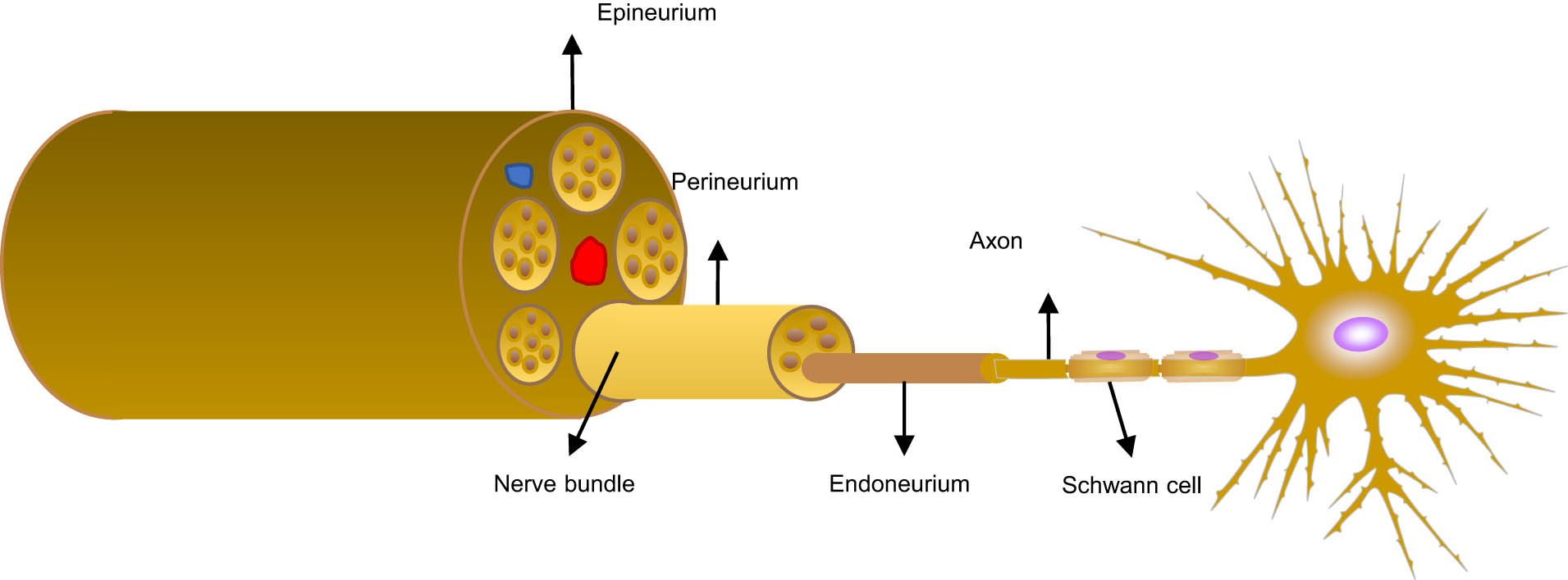 Figure 1
The anatomy of peripheral nerves.