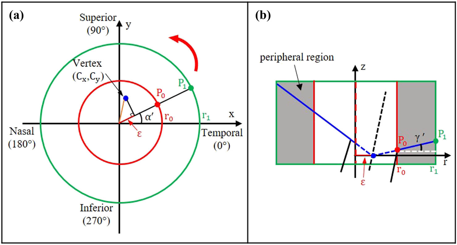 Figure 4 
                  The fundus view (a) and a cross-sectional view (b) of the optic disc. (a) The red circle marked the inner boundary of the ppRPE/BM layer in the OCT scan, and the green circle marked the outer boundary. The distance of the surface vertex 
                        
                           
                           
                              (
                              
                                 
                                    C
                                 
                                 
                                    x
                                 
                              
                              ,
                              
                                 
                                    C
                                 
                                 
                                    y
                                 
                              
                              )
                           
                           ({C}_{x},{C}_{y})
                        
                      to the origin of the X–Y coordinates (axis of scanning beam) was highlighted in orange. The eccentricity (ε) at the radial angle of 
                        
                           
                           
                              α
                              ′
                           
                           \alpha ^{\prime} 
                        
                      was highlighted in red. (b) The cross-sectional view of the ppRPE/BM layer at a radial angle of 
                        
                           
                           
                              α
                              ′
                           
                           \alpha ^{\prime} 
                        
                     , and the peripheral region of the optic disc was highlighted in gray color. 
                        
                           
                           
                              
                                 
                                    P
                                 
                                 
                                    0
                                 
                              
                           
                           {P}_{0}
                        
                      and 
                        
                           
                           
                              
                                 
                                    P
                                 
                                 
                                    1
                                 
                              
                           
                           {P}_{1}
                        
                      are the inner point and outer point of the ppRPE/BM layer, respectively.
               