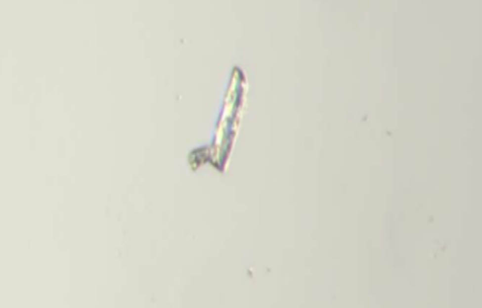 Figure 7 
               Grain size of salicylic acid.
            