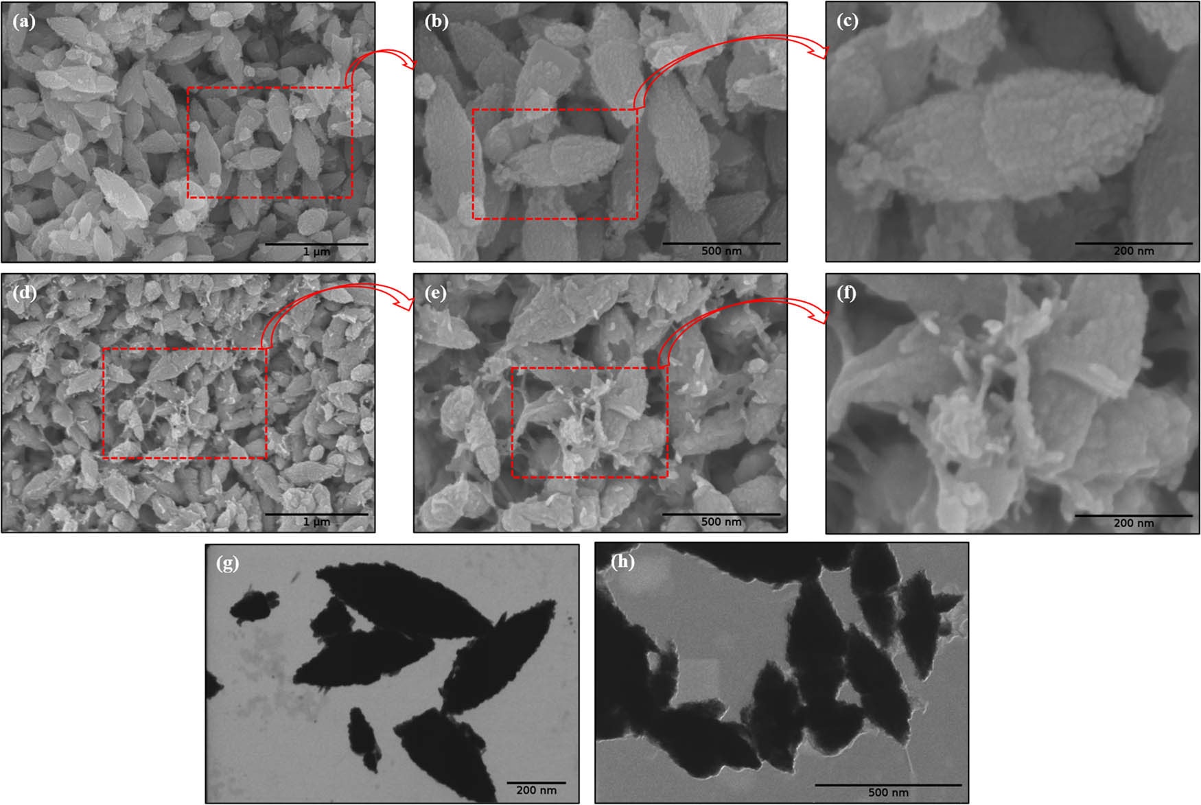 Figure 5 
                  FESEM micrographs of [(a)–(c)] ZnOChem, [(d)–(f)] ZnOSMEAF; STEM micrographs of (g) ZnOChem, (h) ZnOSMEAF.
               