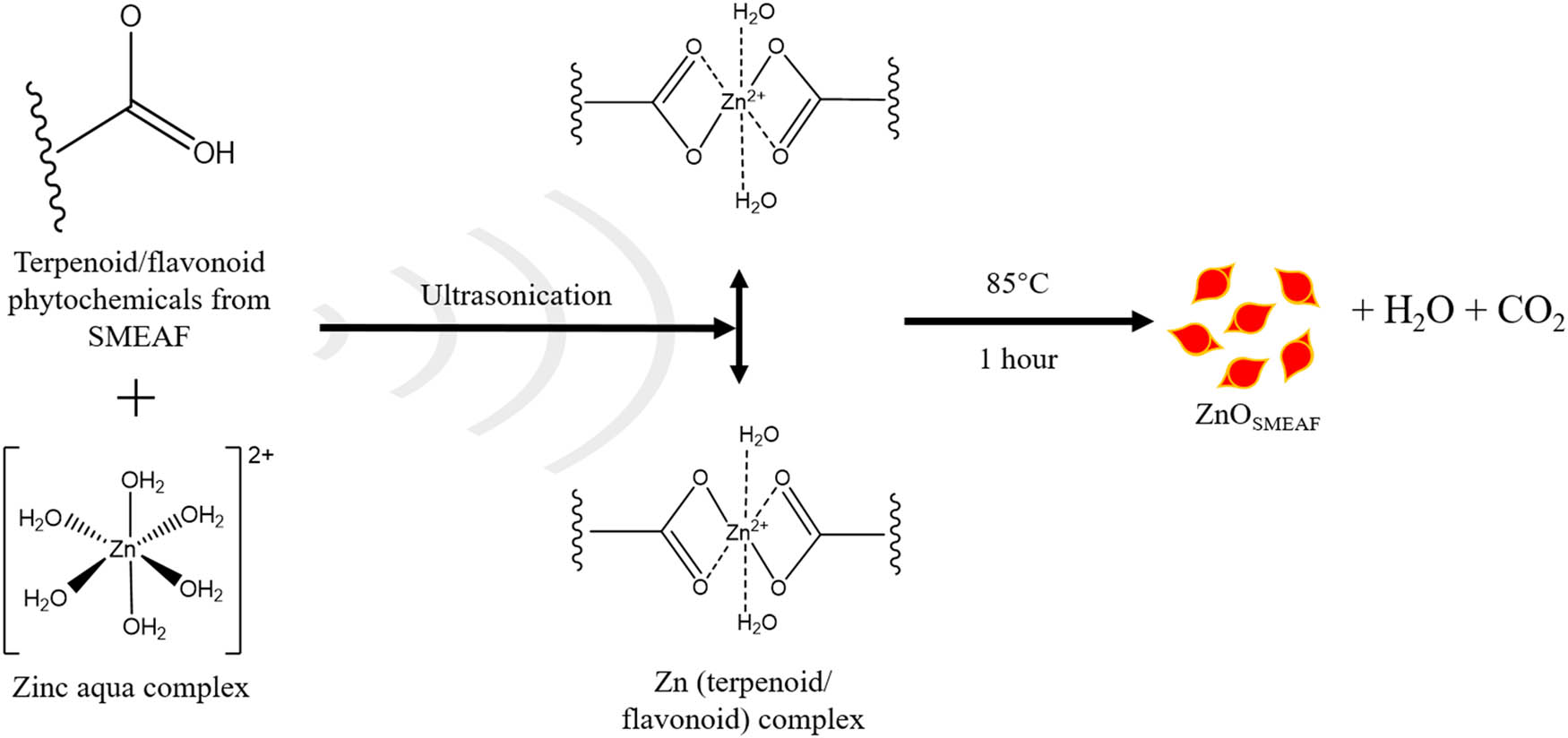 Figure 6 
                  Proposed mechanism for the ultrasonic-aided synthesis of ZnOSMEAF.
               