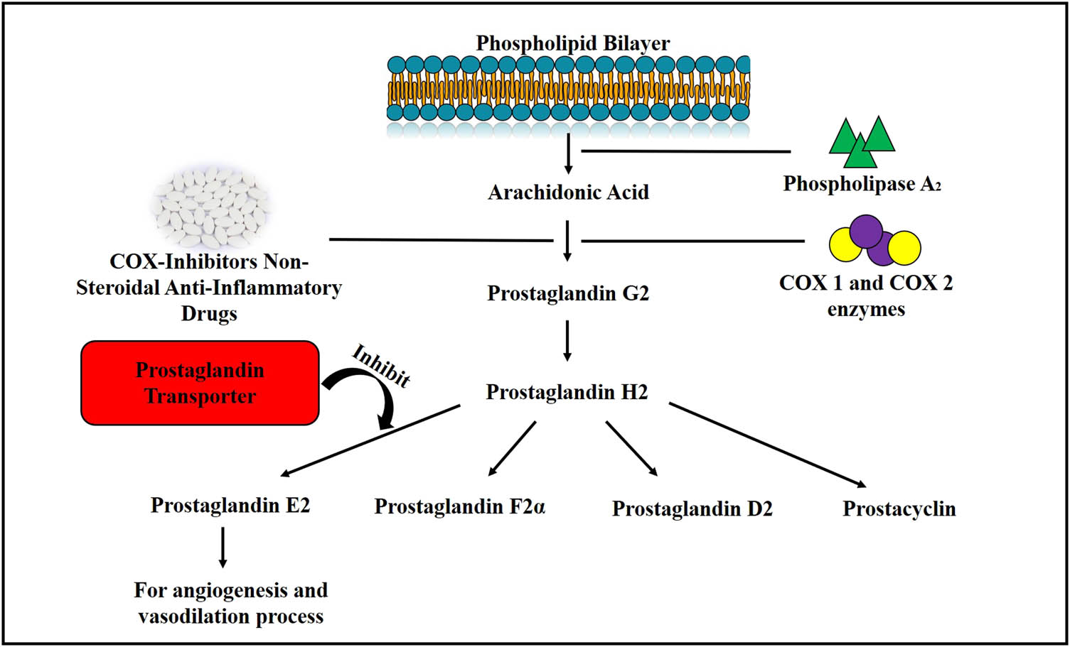 Figure 1 
               Mechanism of prostaglandin synthesis.
            