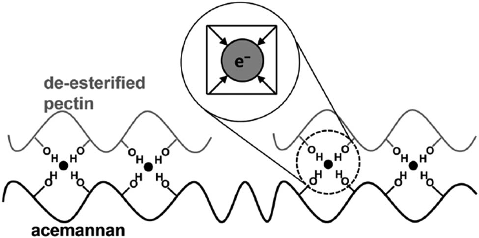 Figure 12 
                     Possible electron trapping mechanism of the Aloe vera-based RRAM shown in a conceptual drawing with two main compounds in Aloe vera, namely acemannan and pectin, having –OH groups acting as trap sites for electrons (•). The four arrows pointing to an electron indicate the positive partial charge of a permanent dipole of –OH [87]. Reproduced by permission of the PCCP Owner Societies.
                  