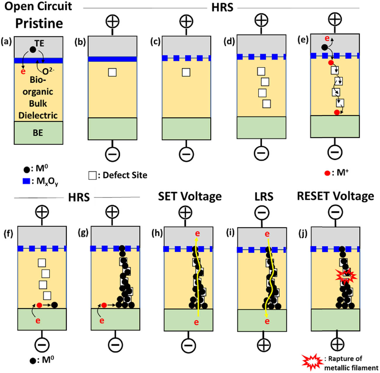 Figure 13 
                  A series of schematics illustrating electrochemical processes of resistive switching for a typical bio-organic bulk dielectric sandwiched between a top electrode (TE) and a bottom electrode (BE) when it is subjected to DC voltage sweeps. This figure is modified from ref. [18].
               