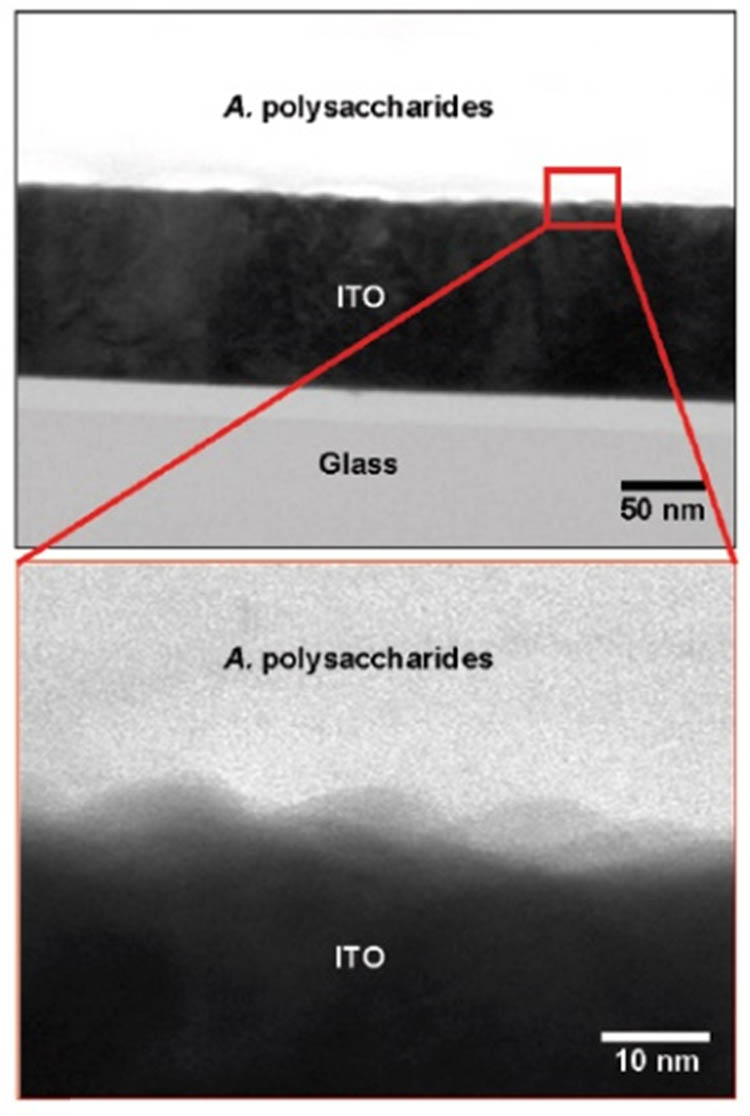 Figure 14 
                  Cross-sectional TEM images showing the interfacial boundaries between Aloe polysaccharides and ITO [18].
               